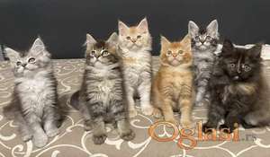 Maine Coon macici vrhunskog porekla iz odgajivacnice